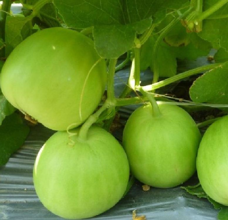 Hạt giống Dưa lê siêu ngọt 20 hạt/gói