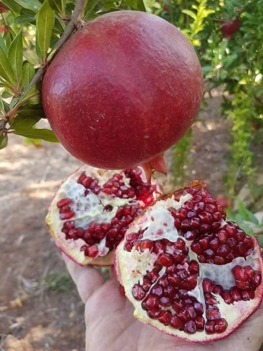 CÂY GIỐNG LỰU ĐỎ ẤN ĐỘ SIÊU QUẢ