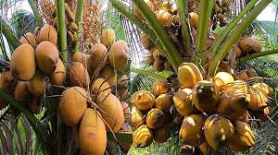 CÂY GIỐNG DỪA XIÊM LÙN ĐỎ
