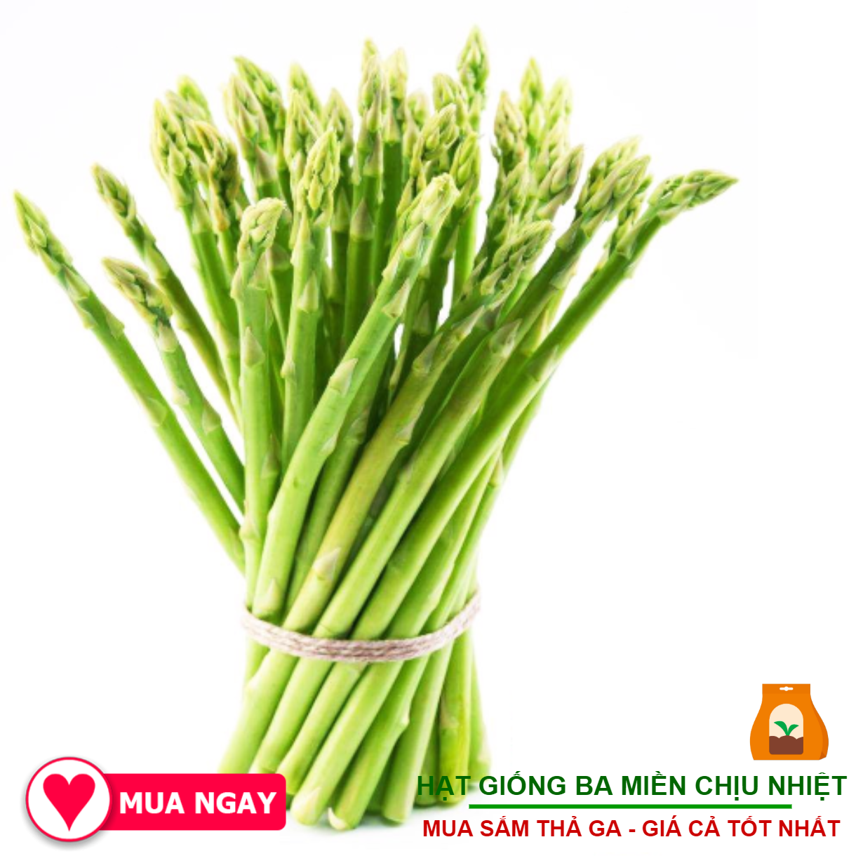 Hạt giống măng tây 0.2 gram