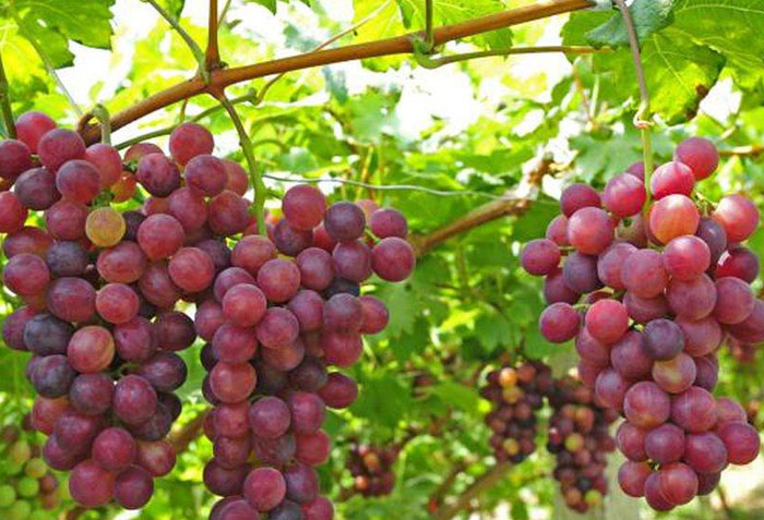 CÂY GIỐNG NHO LEO PHÁP