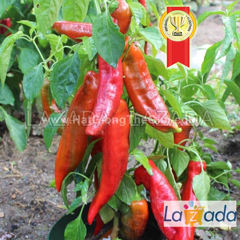 5GR 650.HẠT Hạt Giống Ớt Ngọt Sừng Đỏ 20cm (| C2*W43)