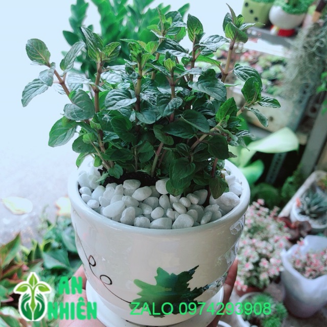 Chậu Bạc Hà Doutblemint
