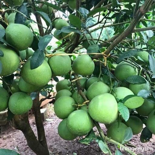 Cây bưởi da xanh ruột hồng có ảnh thật
