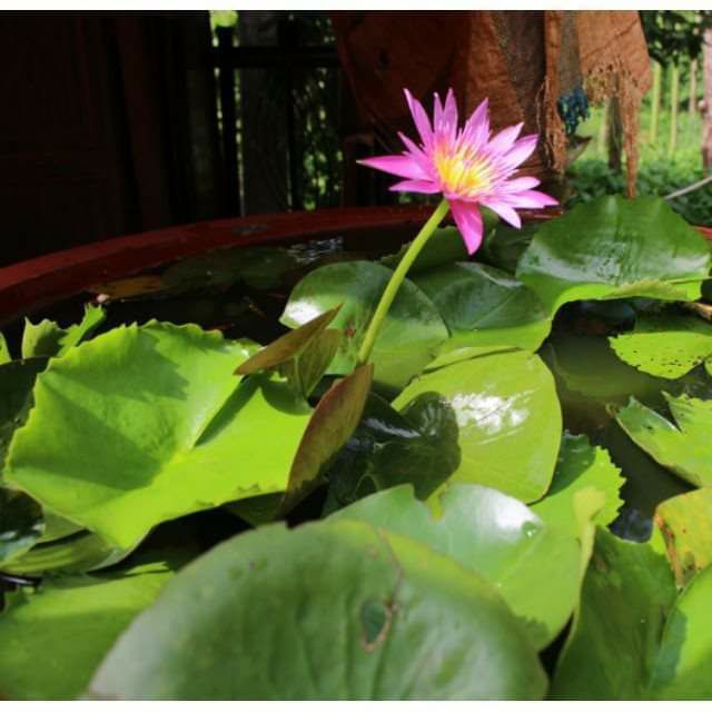 HẠT GIỐNG HOA SÚNG THÁI MINI