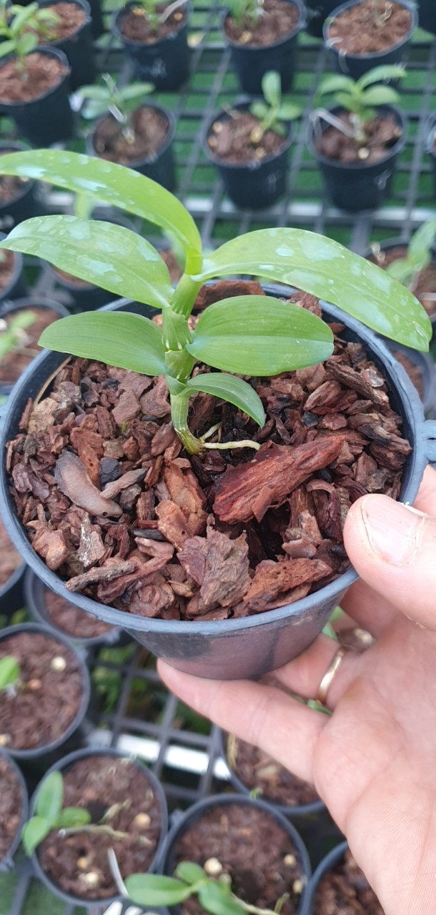 [Giá hủy diệt] 5ct phú thọ gieo hạt