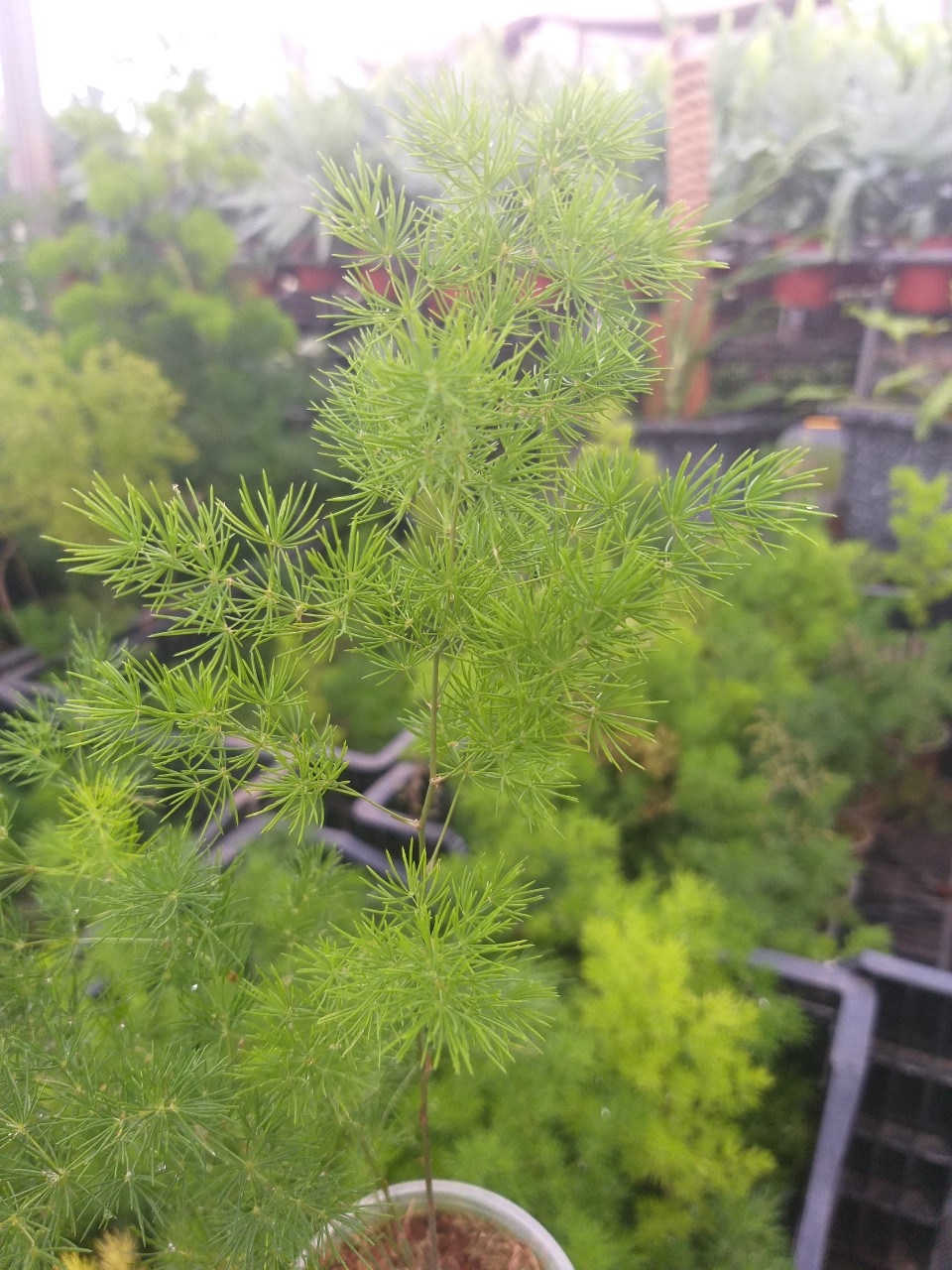 Cây tùng nho ( tùng gai)  - Ming Fern chậu ly
