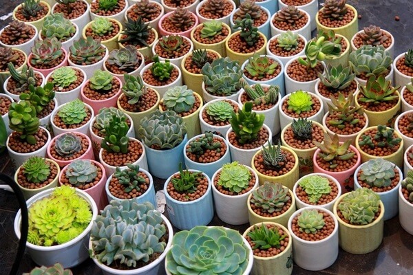 Gói 5 hạt giống Sen Đá Mỹ Mix Mini