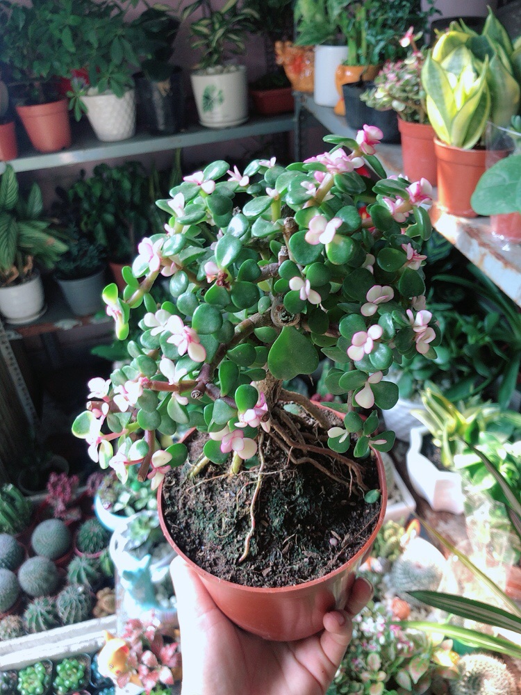 Cành Vàng Lá Ngọc Thân Cổ Thụ