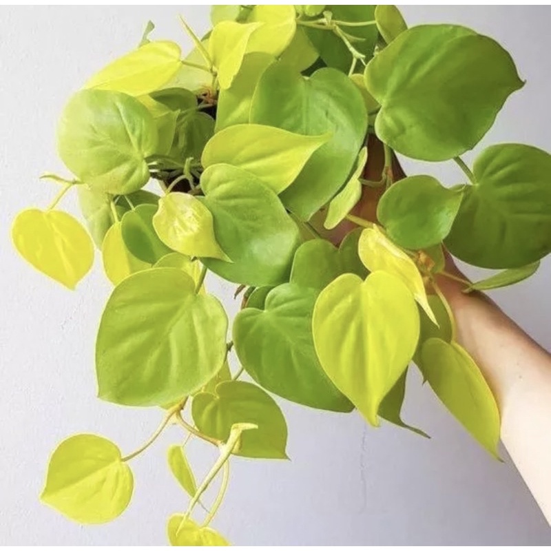 Trầu bà Philodendron Hederaceum 'Lemon Lime (trầu bà vàng lá tim)