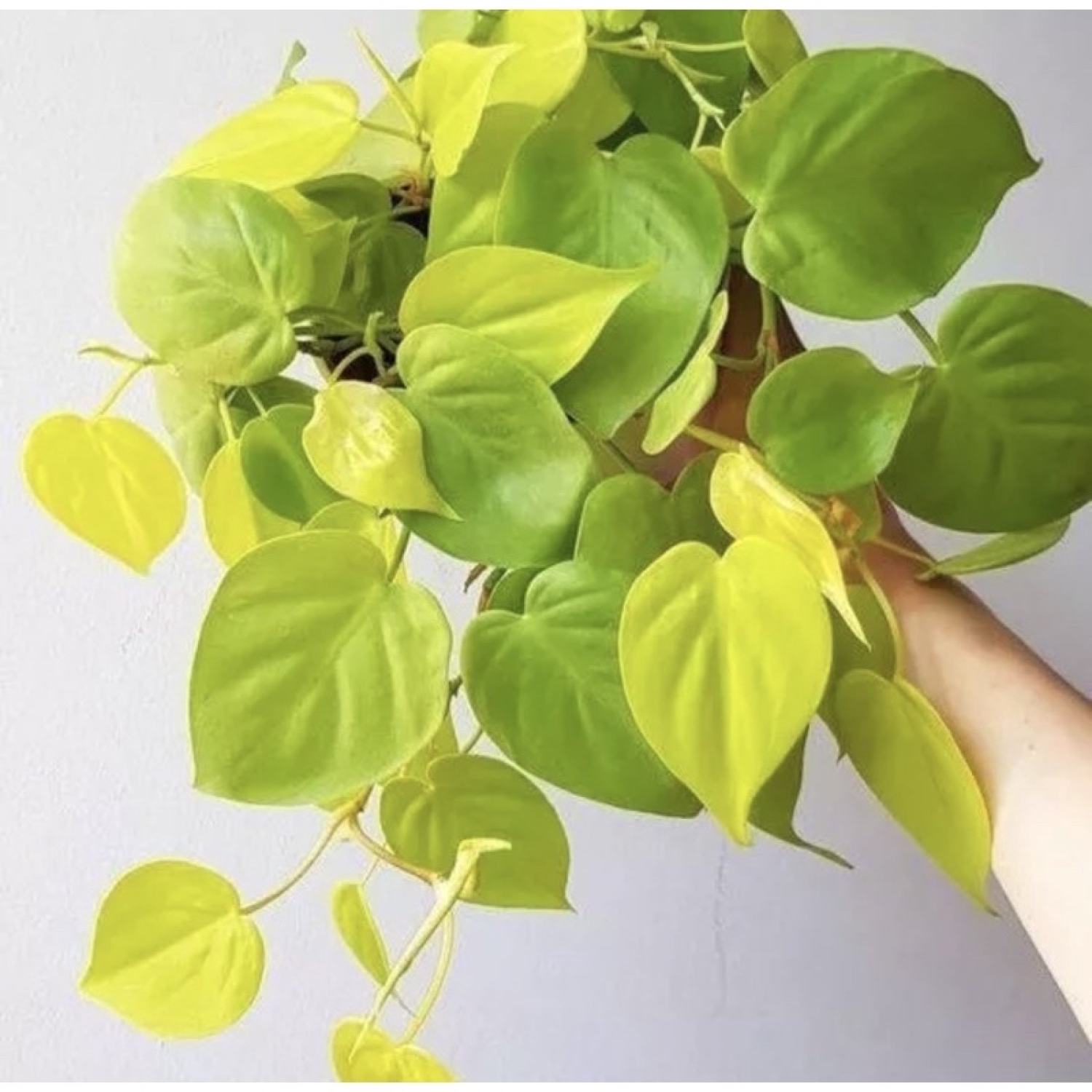 Trầu bà Philodendron Hederaceum 'Lemon Lime (trầu bà vàng lá tim)