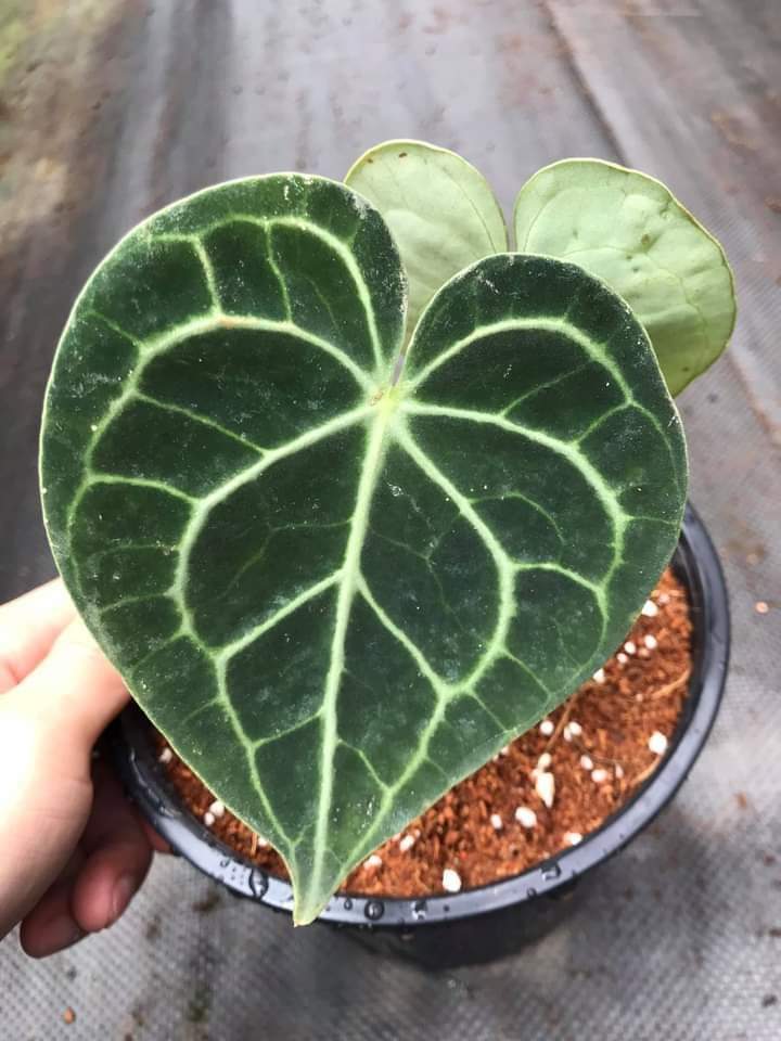 Môn Tim - Anthurium Clarinervium cây con