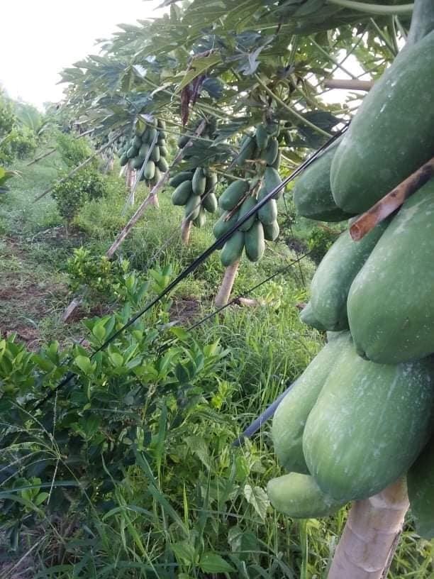 Hạt Giống Đu đủ ruột vàng Long An (10 hạt)