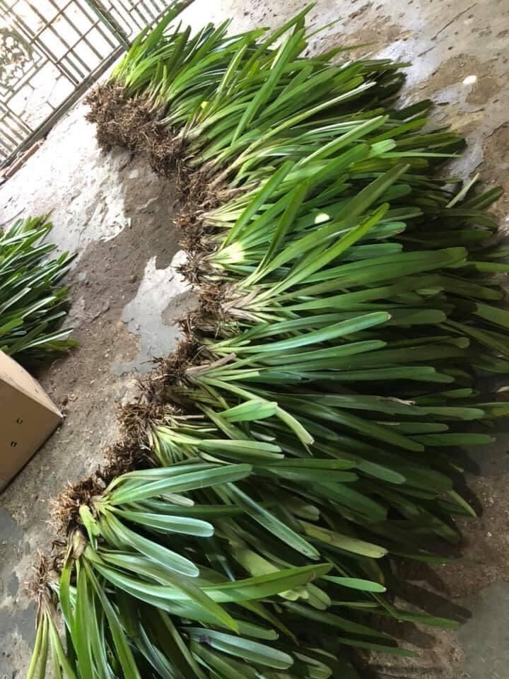 Địa Lan kiếm(1 cây)
