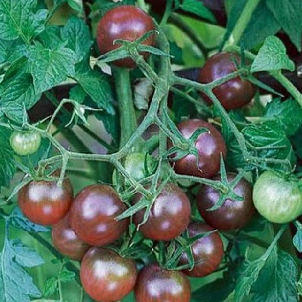 Hạt Giống Cà Chua Socola bi Siêu Trái-gói 20 hạt