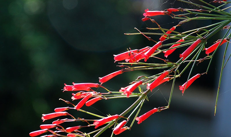 Cây liễu hoa đỏ - cây kiểng dễ chăm dế sống