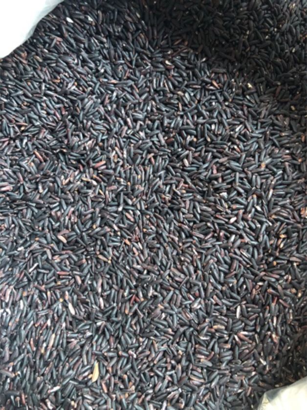 GẠO TÍM THAN SÓC TRĂNG (túi hút chân không hoặc túi zip 1kg loại ngon)