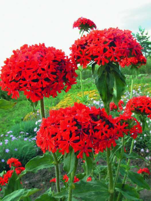 Red Thu La Flower Seeds - 1 Pack of 50 Seeds - Vtnt1