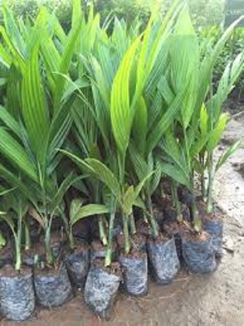 CÂY GIỐNG CAU TỨ THỜI (CAU TỨ THÌ)