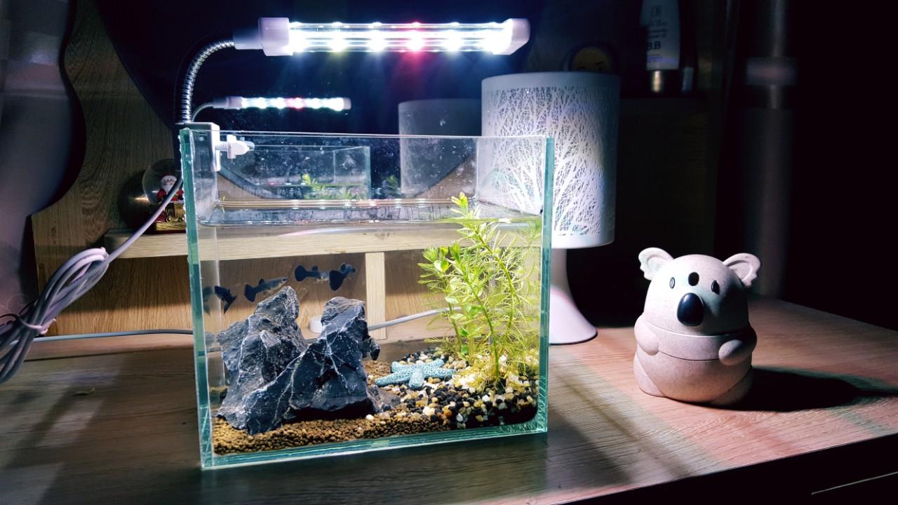 BỂ KÍNH ĐỂ NUÔI CÁ CẢNH