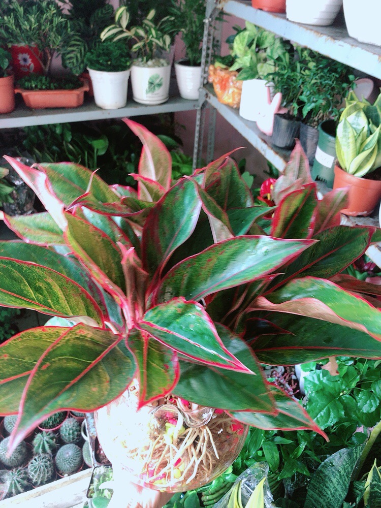 [HCM]Chậu Phú Quý Thuỷ Sinh (cao 40cm tán rộng 40cm)