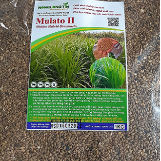 Hạt Giống Cỏ Mulato 2 – Hybrid Brachiaria (Bổ sung dinh dưỡng)