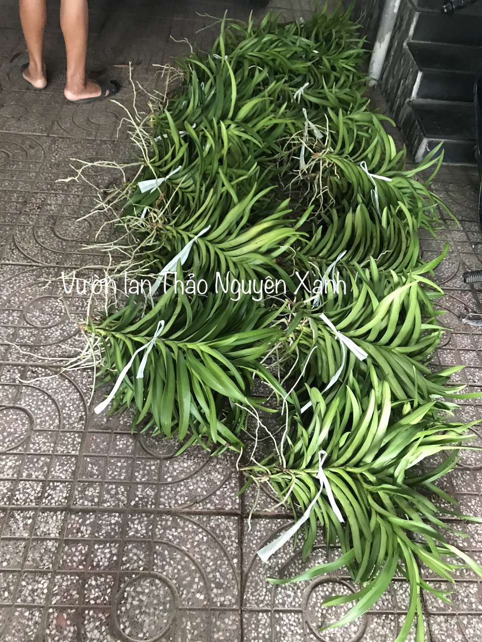 Lan Mokara Con Màu Đỏ - Cao 20-40cm