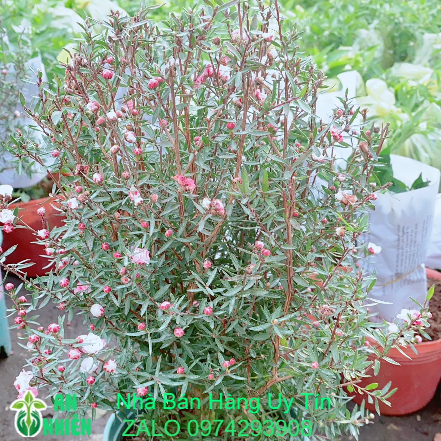 Cây nhất chi mai