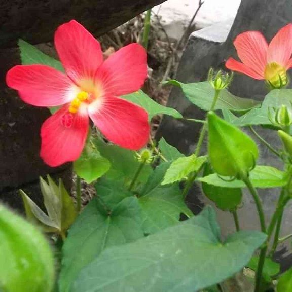 50 Hạt Giống Sâm Bố Chính