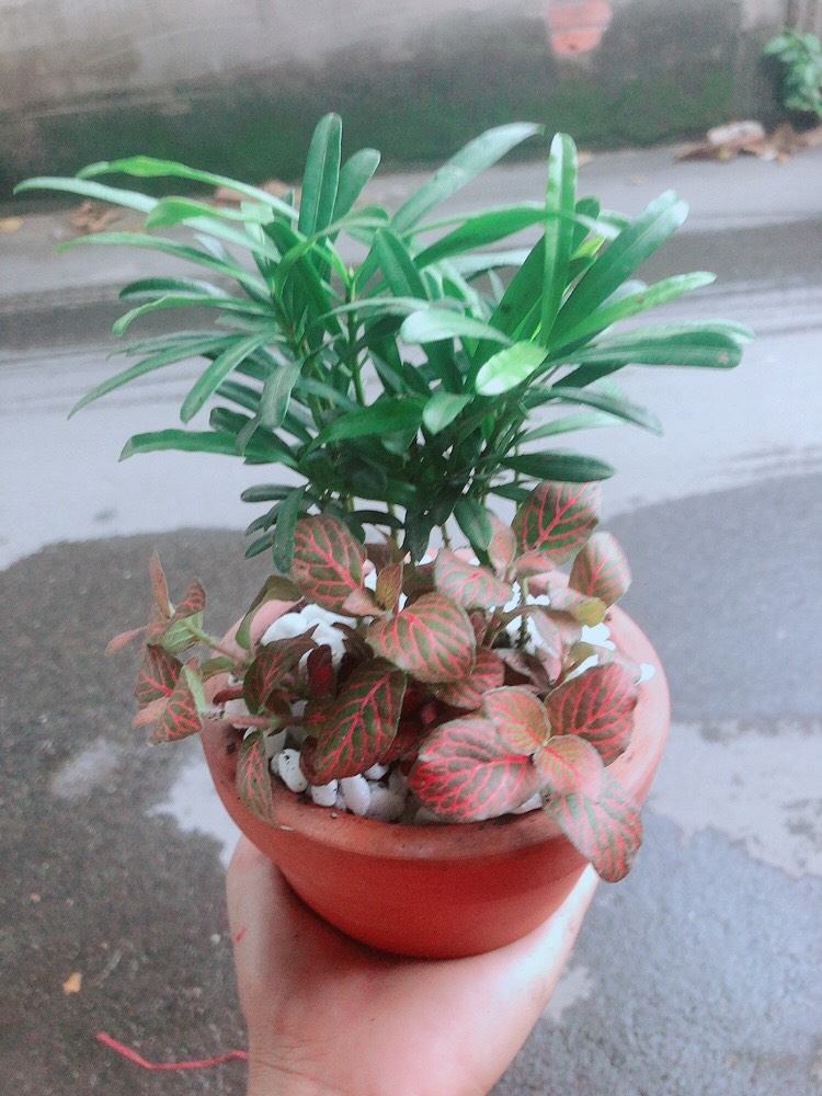 Chậu Tùng Vạn Niên+Cẩm Nhung (cây lá may mắn)