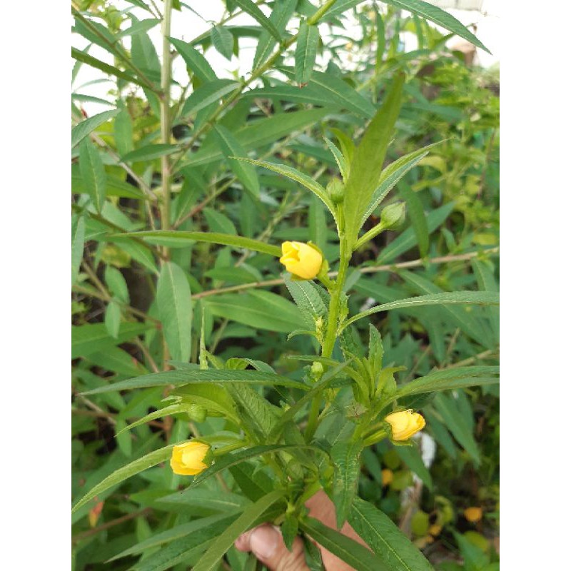 Hạt giống cây rau mương