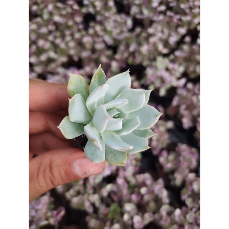 SEN ĐÁ NGỌC TRING SIZE MINI SIÊU KHỎE ĐẸP LỖI 1 ĐỔI 1