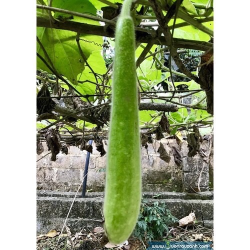 HẠT GIỐNG BẦU SAO – NẢY MẦM NHANH, DỄ TRỒNG, NĂNG SUẤT CAO