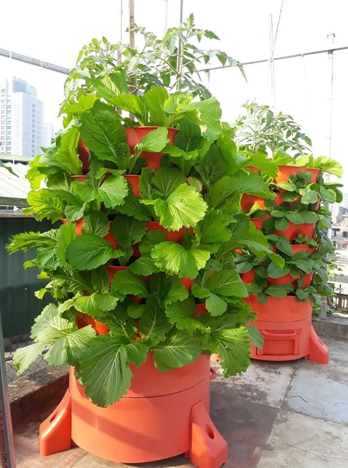 Phân trùn quế nguyên chất ( 5kg )