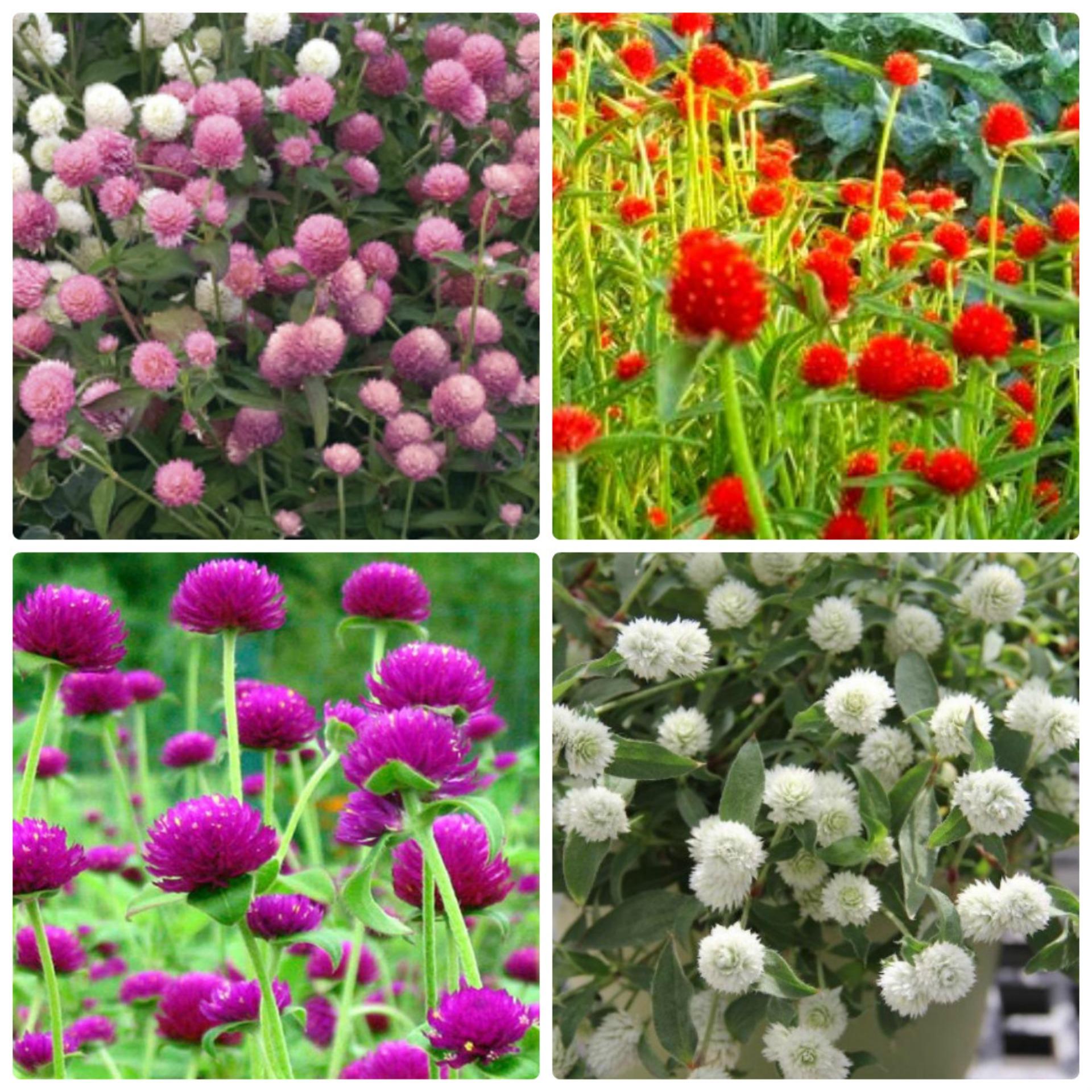 50 Hạt giống Cúc Bách nhật mix (tặng Kích nẩy mầm, Hướng dẫn ươm)