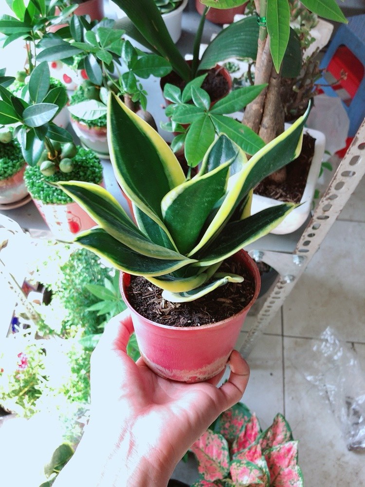 [HCM]Cây Lưỡi Hổ Thái Xanh