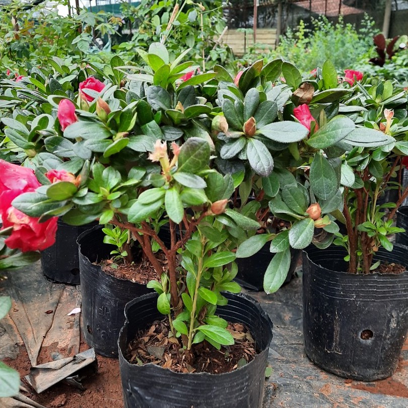 Cây hoa ĐỖ QUYÊN cao 25-30cm, có tán tròn nhiều hoa nhiều nụ nở đẹp, thích hợp trang trí nhà cửa sân vườn