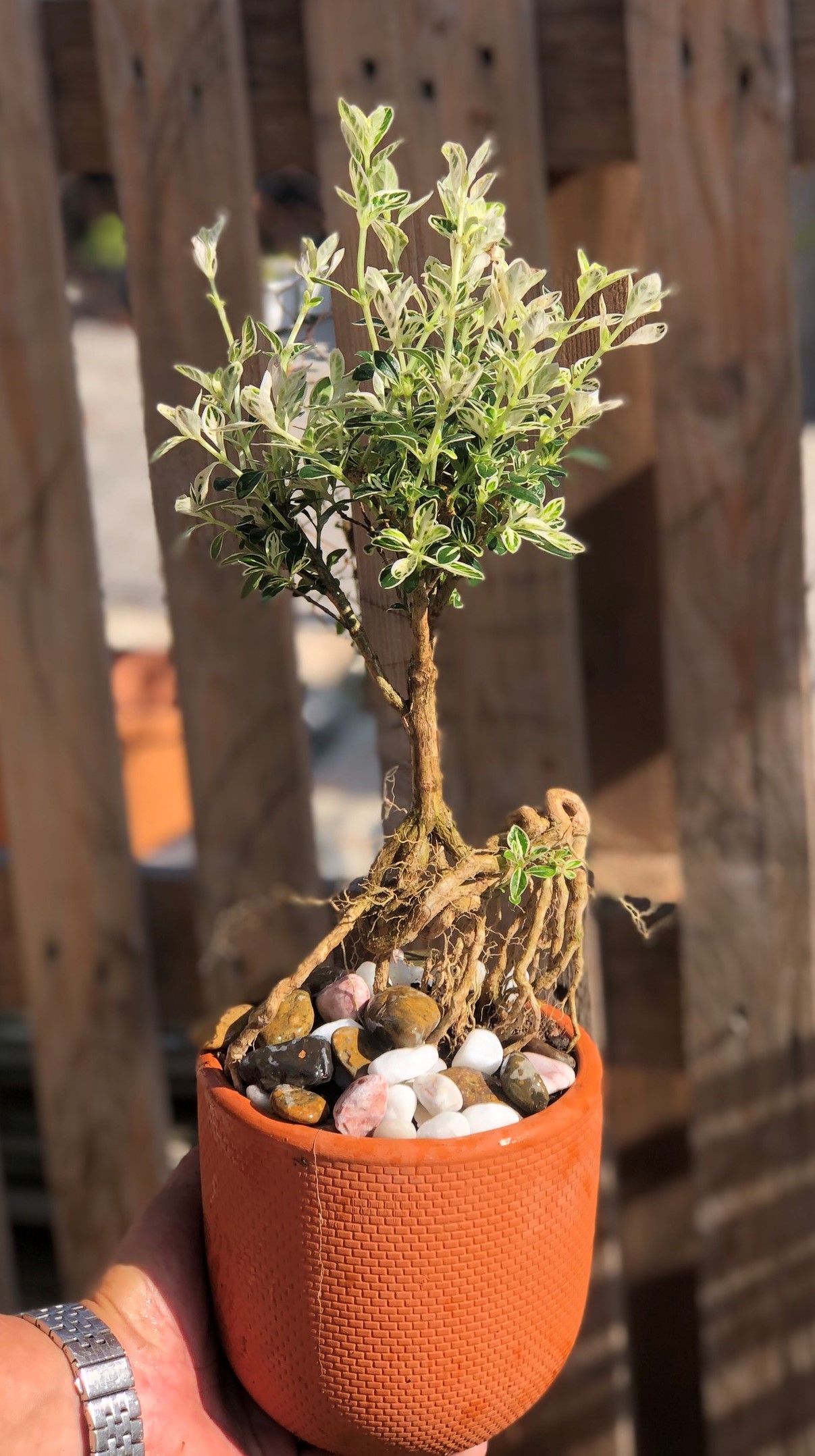 Cây Bạch Ngọc Mai dáng Bonsai