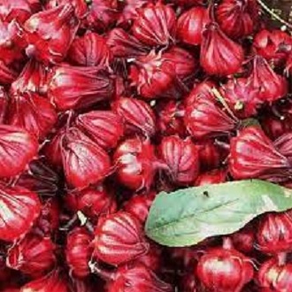 Hạt giống atisô đỏ (10 hạt) - thơm ngon, dễ trồng