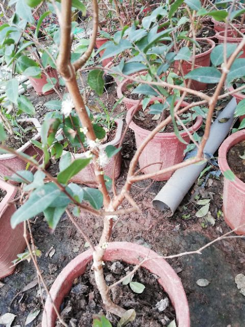 Cây nho thân gỗ tứ quý đang ra hoa