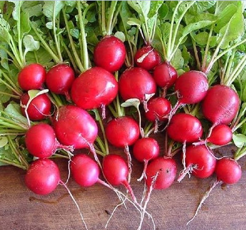 Hạt giống củ cải đỏ tí hon F1 - ( 5gram/gói )