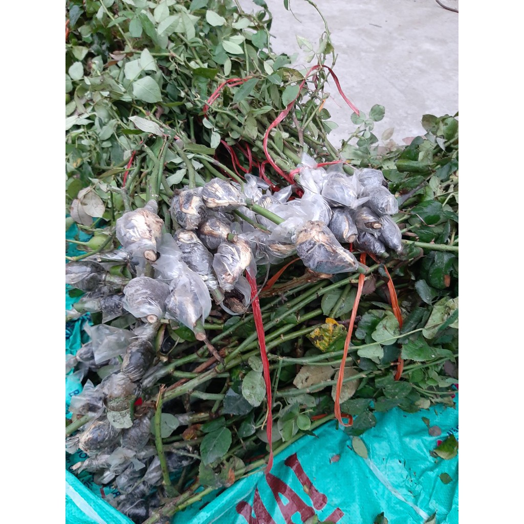 Cành Chiết Hoa Hồng Nhung Cổ (Giống Hoa Hồng)