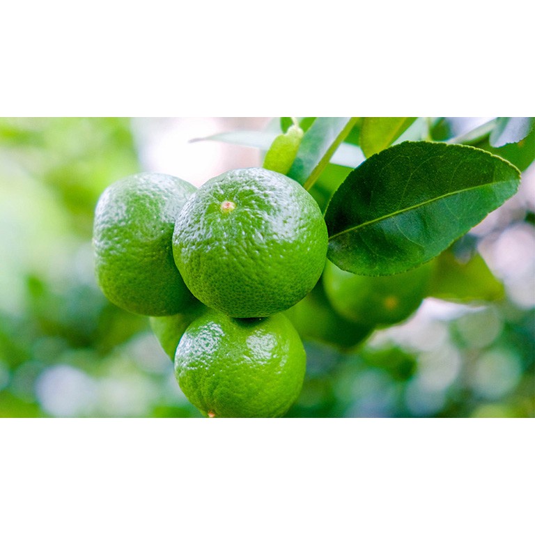 Mứt chanh cốm 500g thơm ngon đặc biệt - đồ ăn vặt