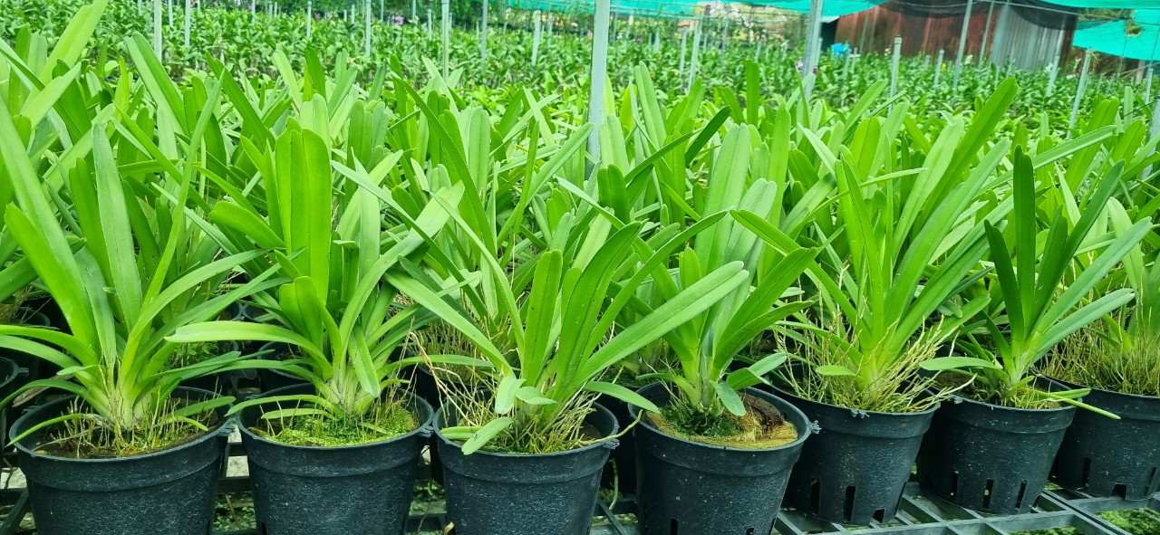 HOA LAN KIẾM NHƯ QUỲNH GIEO HẠT PHI 16