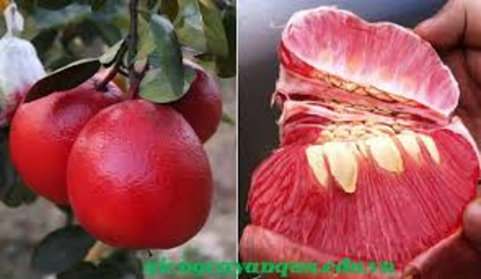 Nano bưởi đỏ nước ép bưởi đỏ hera