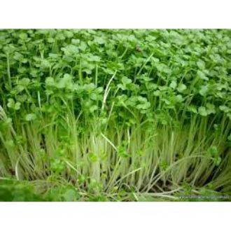 HAT MẦM RAU CẢI NGỌT GÓI 50 GRAM