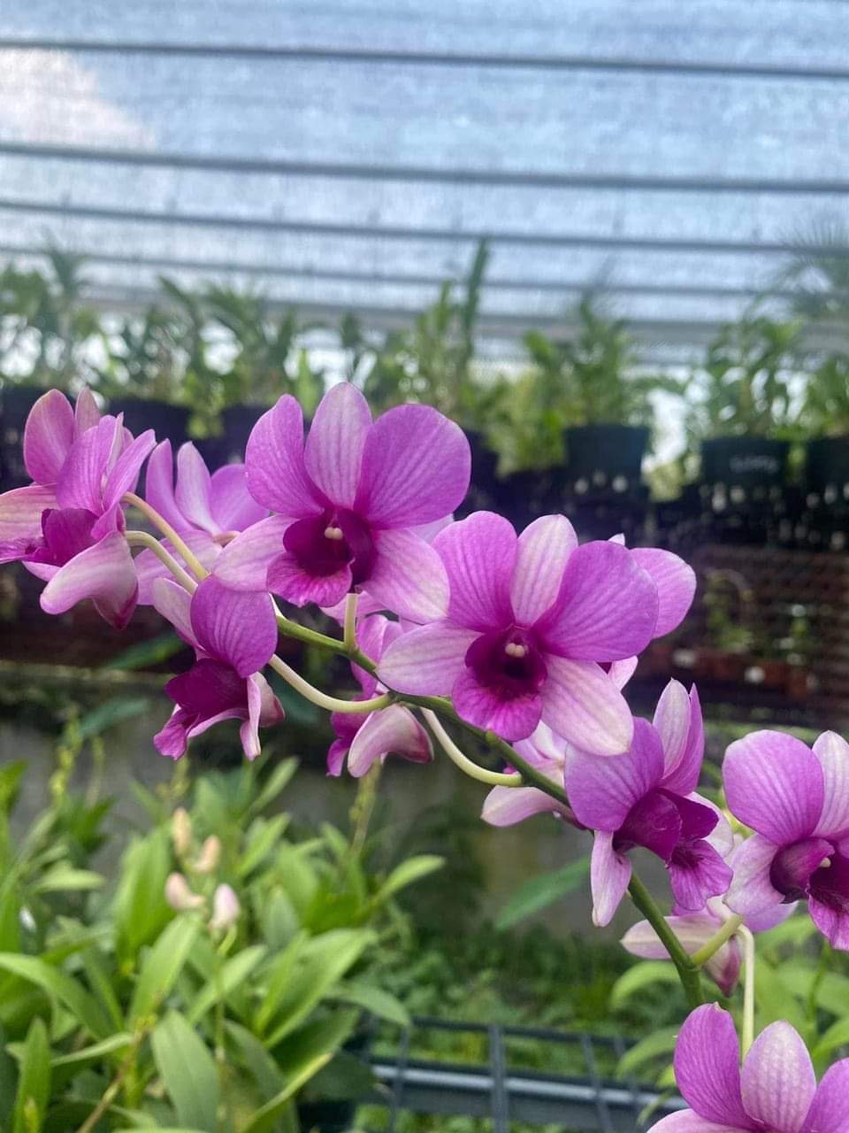 HOA LAN ĐỒNG TIỀN PASTER