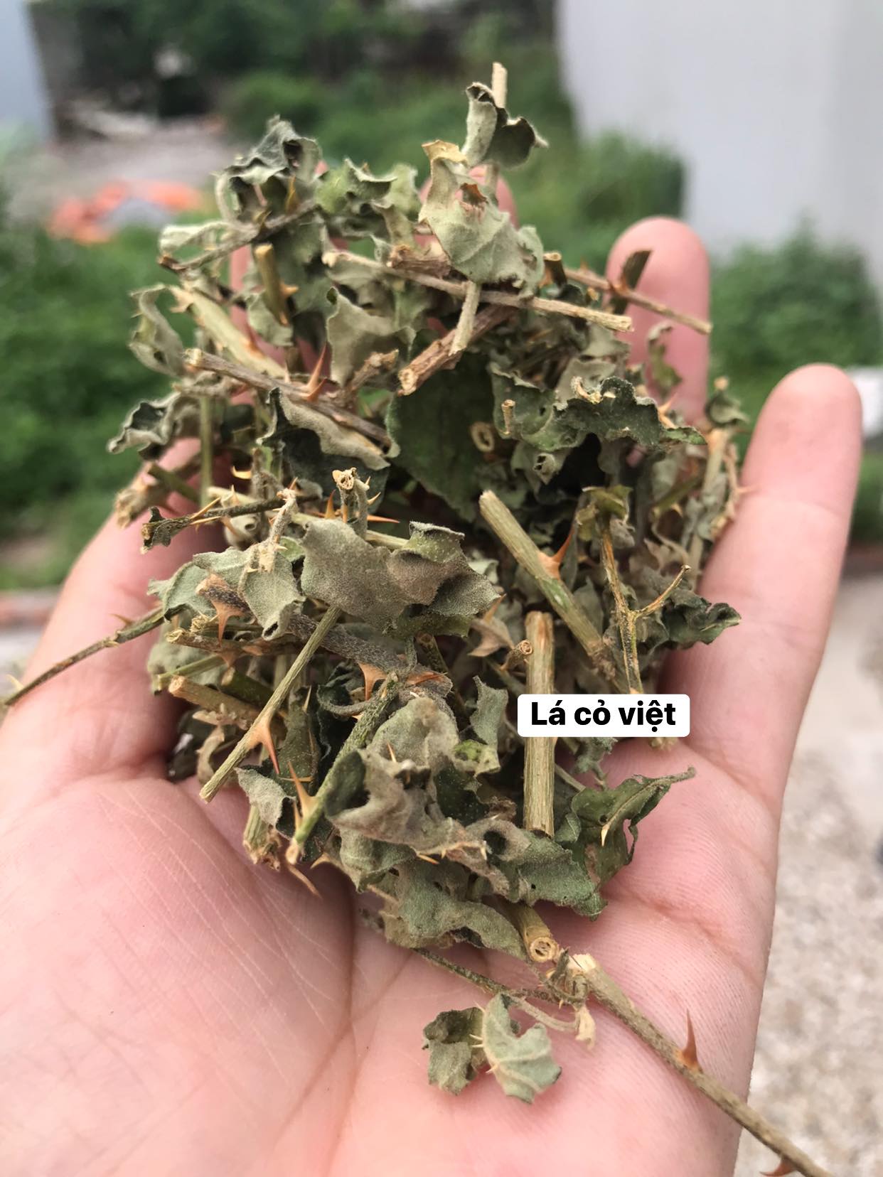 Bán sỉ- 2 kg cà gai leo khô