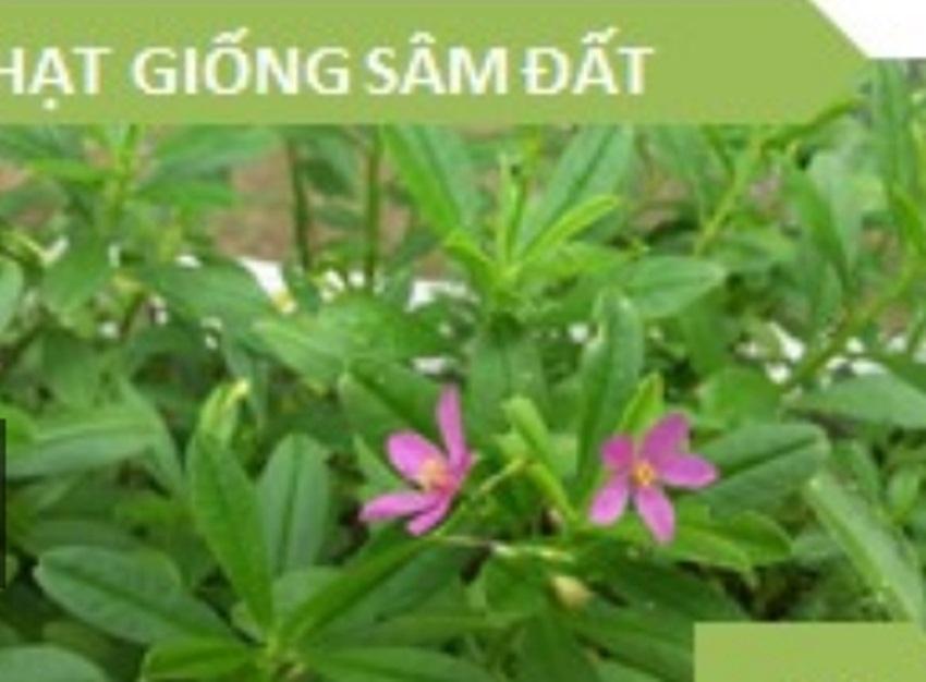 Hạt giống rau sâm đất (Thổ Sâm)