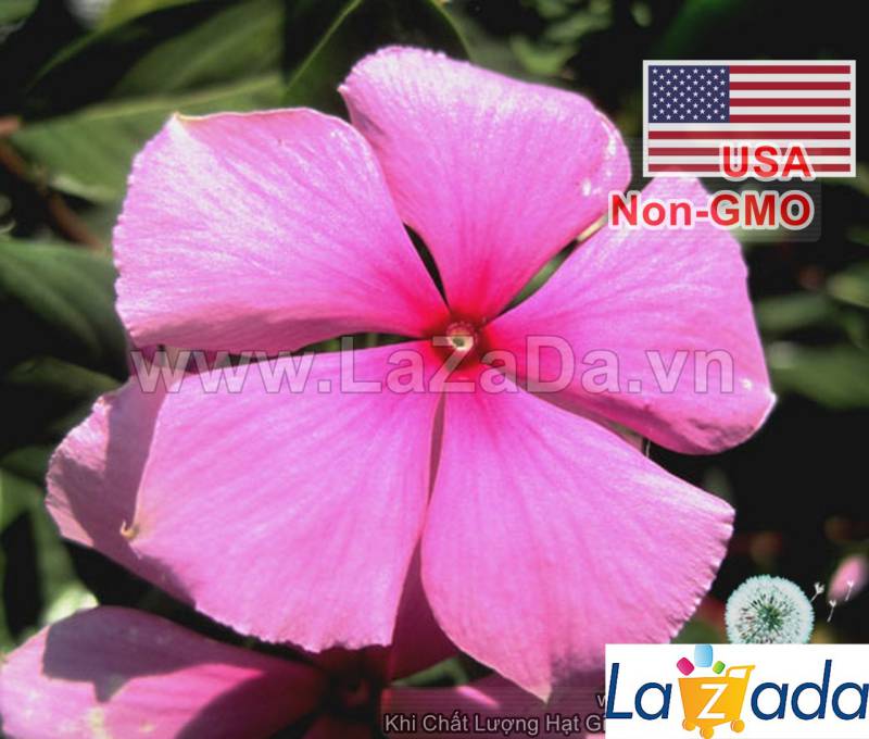 50h Hạt Giống Hoa Dừa Cạn Lùn Hồng (C2.302| -KD: B6*V24*M003)